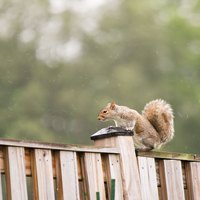 How to Make Homemade Squirrel Repellent (with Pictures) | eHow