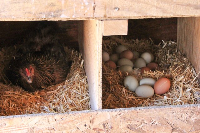 How to Make a DIY Hen House (4 Steps) | eHow