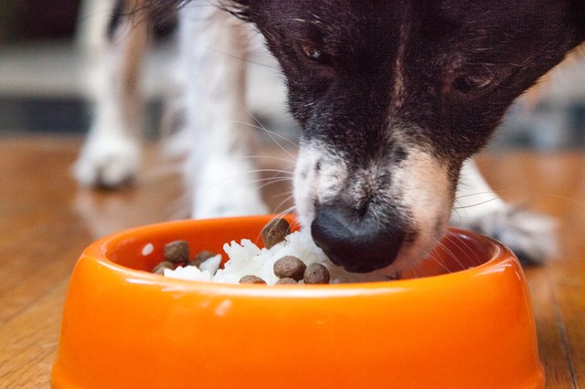 how-to-use-boiled-rice-to-stop-diarrhea-in-dogs-ehow