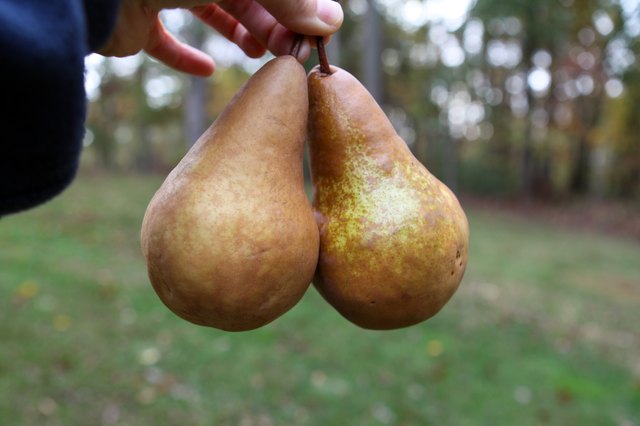 how-to-tell-when-a-bosc-pear-is-ripe-with-pictures-ehow