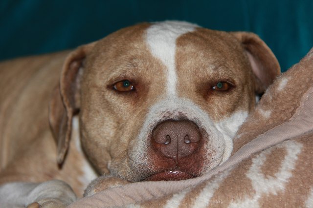 dog swallowed stuffed animal