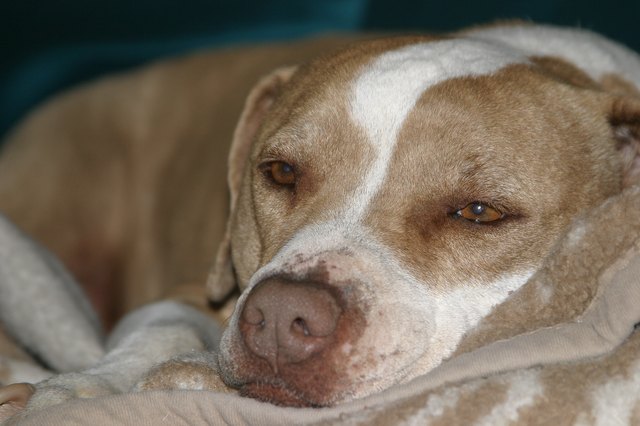 dog swallowed cotton stuffing