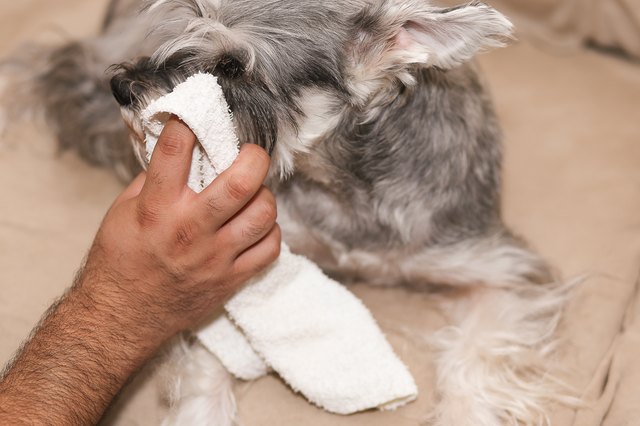 how-to-clean-dog-eye-discharge-using-home-remedies-ehow