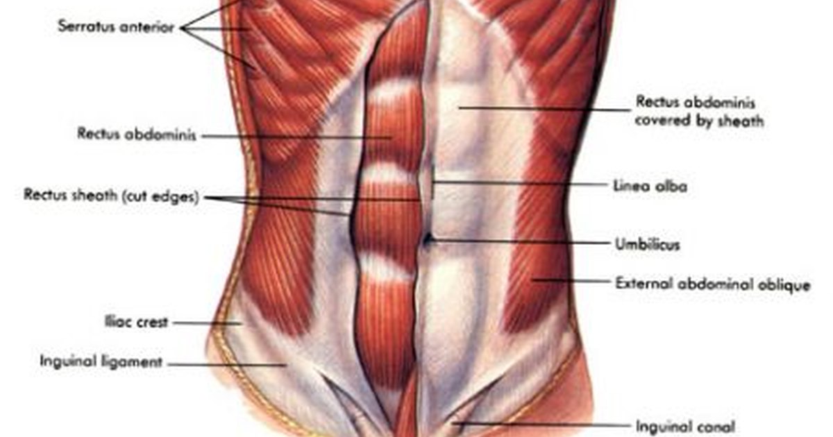 how-do-abdominal-muscles-work-ehow-uk