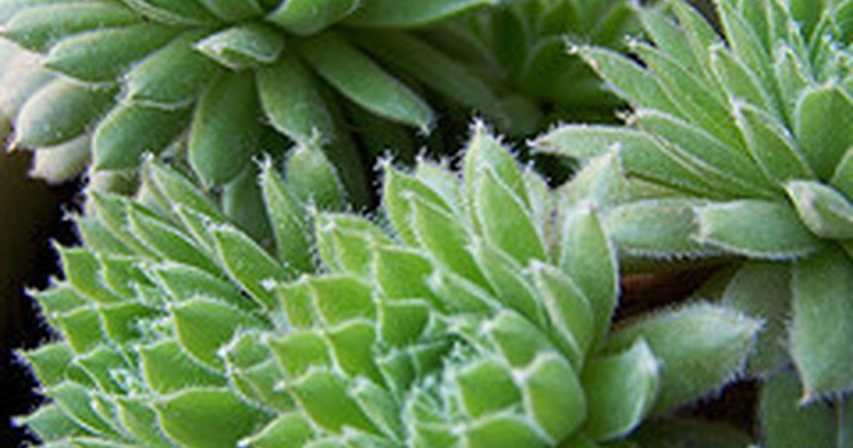 how to care for a hens chicks plant ehow uk how to care for a hens chicks plant ehow uk