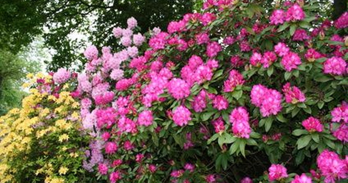 how to transplant rhododendrons ehow uk how to transplant rhododendrons ehow uk