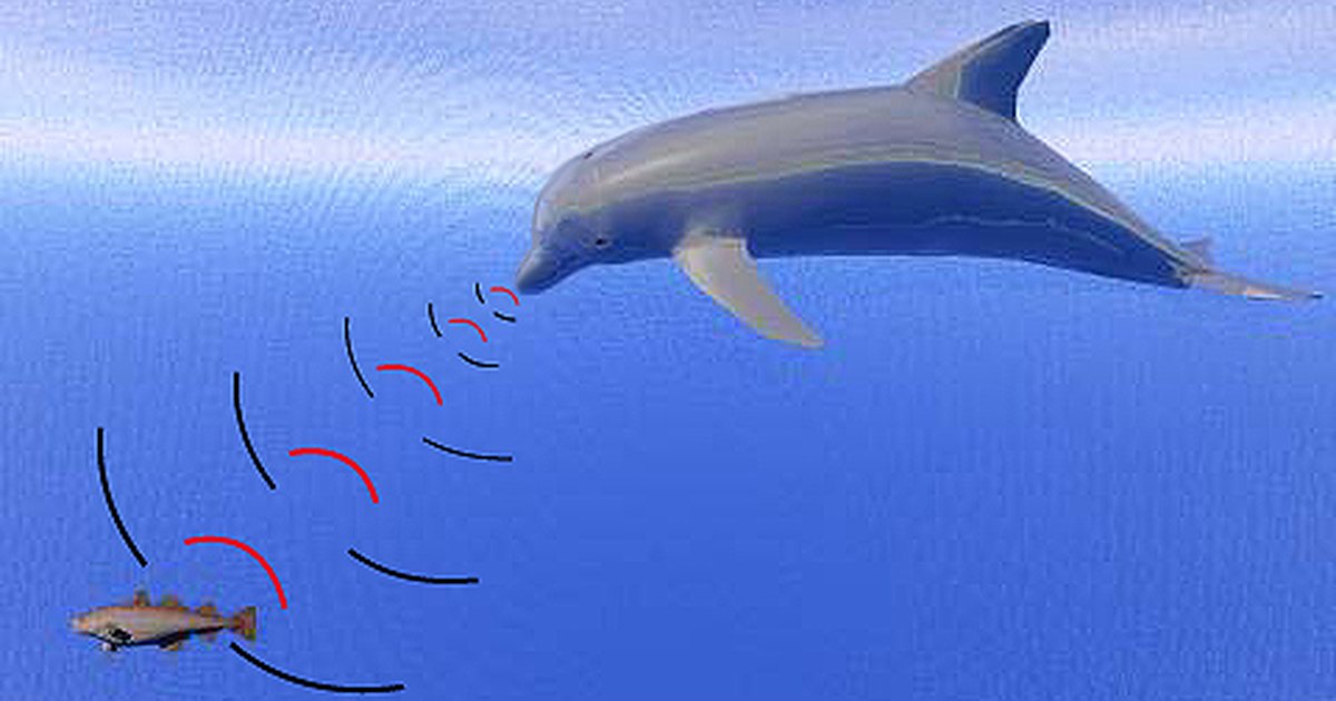 How Do Dolphins Use Echolocation? | eHow UK