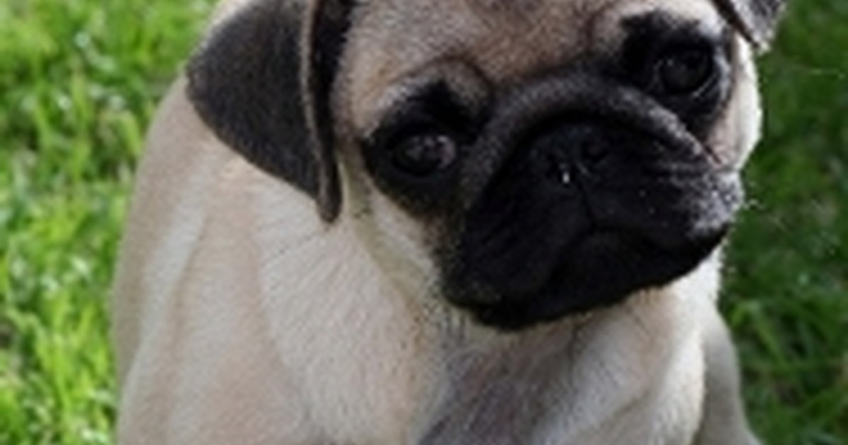 pug eye problems pug eye problems ehow uk pug eye problems pug eye problems ehow uk