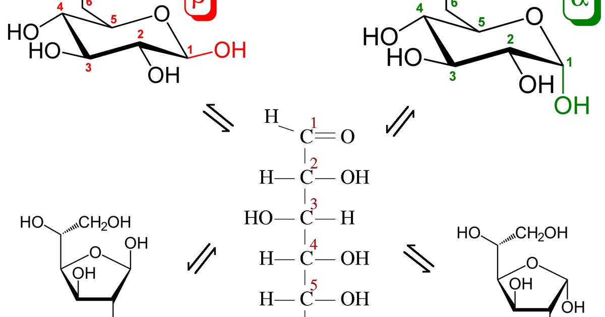 cyclic amp glucose