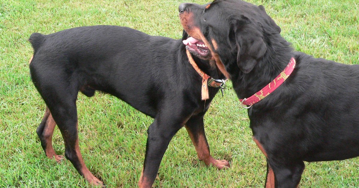 Demodectic Mange in Dogs | eHow UK