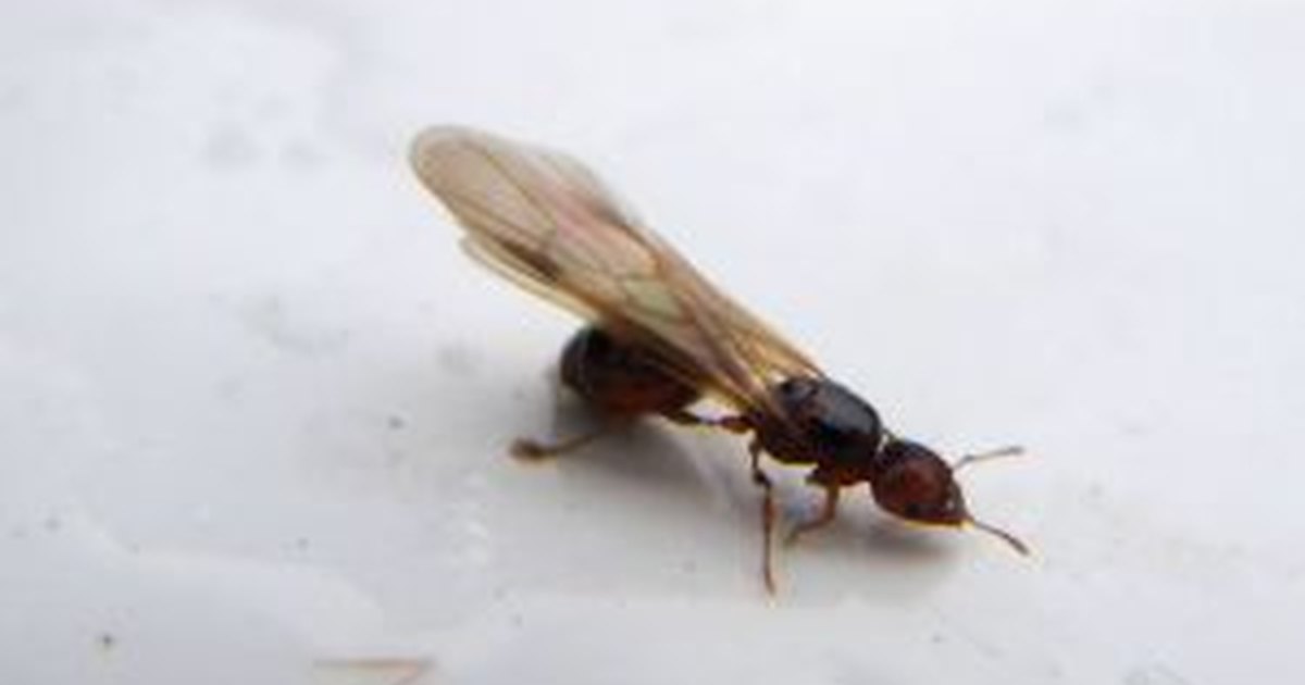 ants termites flying termite ant drywood rid winged wings types queen fly ehow az orange carpenter swarming species kill swarm
