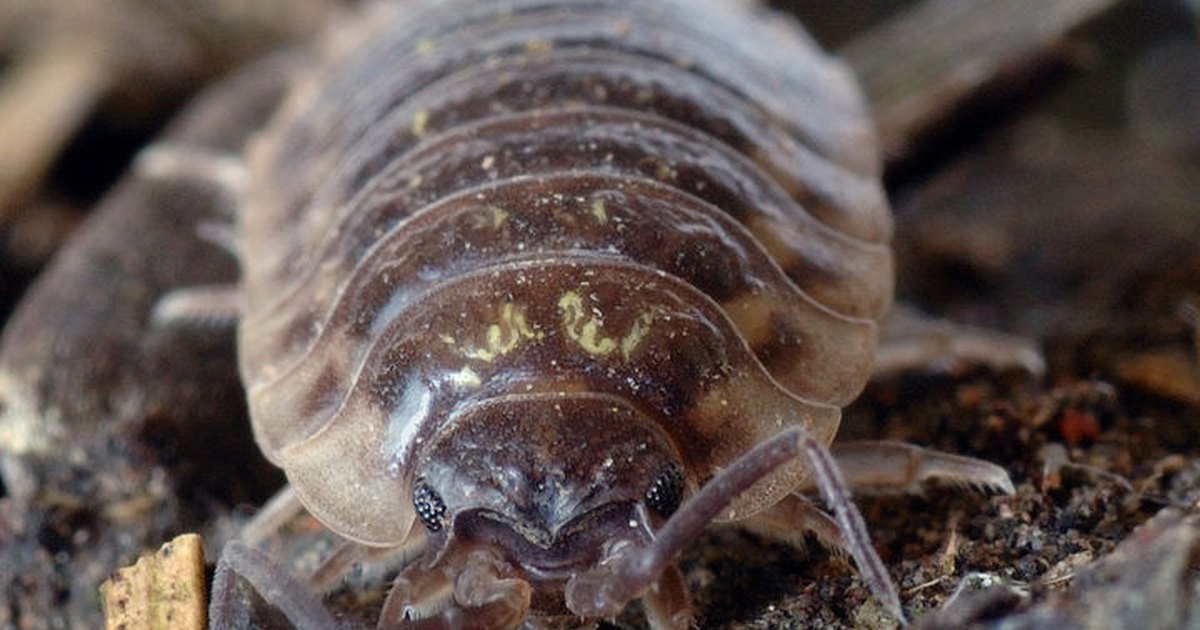 How to kill woodlice eHow UK