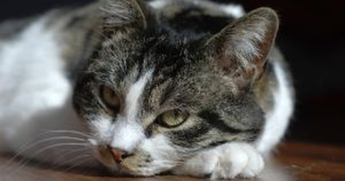 How to Treat a Cat's Broken Tail eHow UK