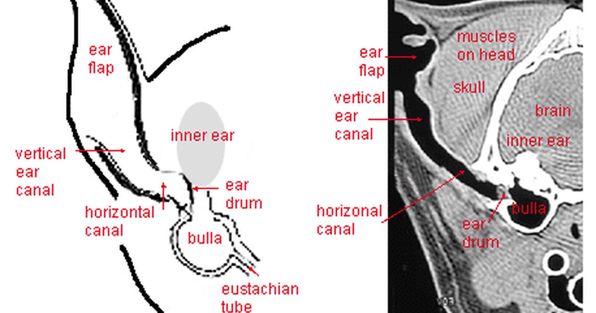 How do dogs ears work? | eHow UK