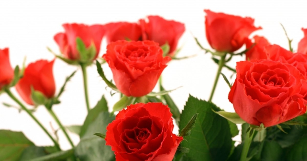 how-much-does-a-dozen-roses-cost-ehow-uk