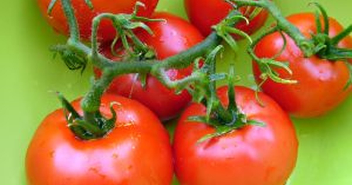 How long does it take to grow a tomato? eHow UK
