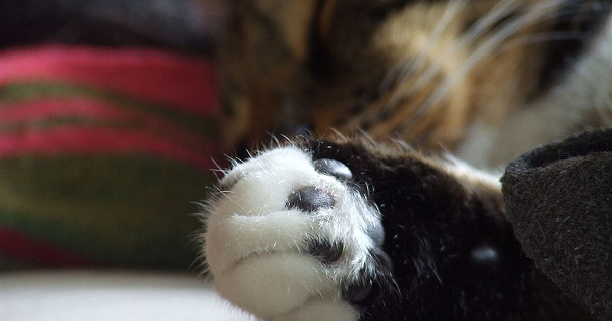 Cat Paw Infection Pictures to Pin on Pinterest PinsDaddy