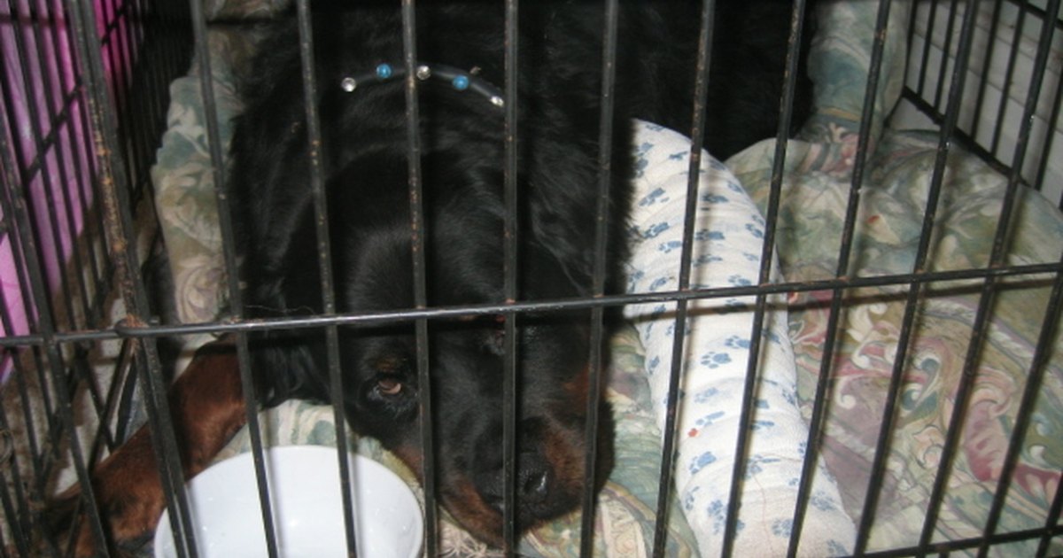 Can Tramadol Be Given To Dogs For Pain Can Tramadol Be Given To Dogs For Pain