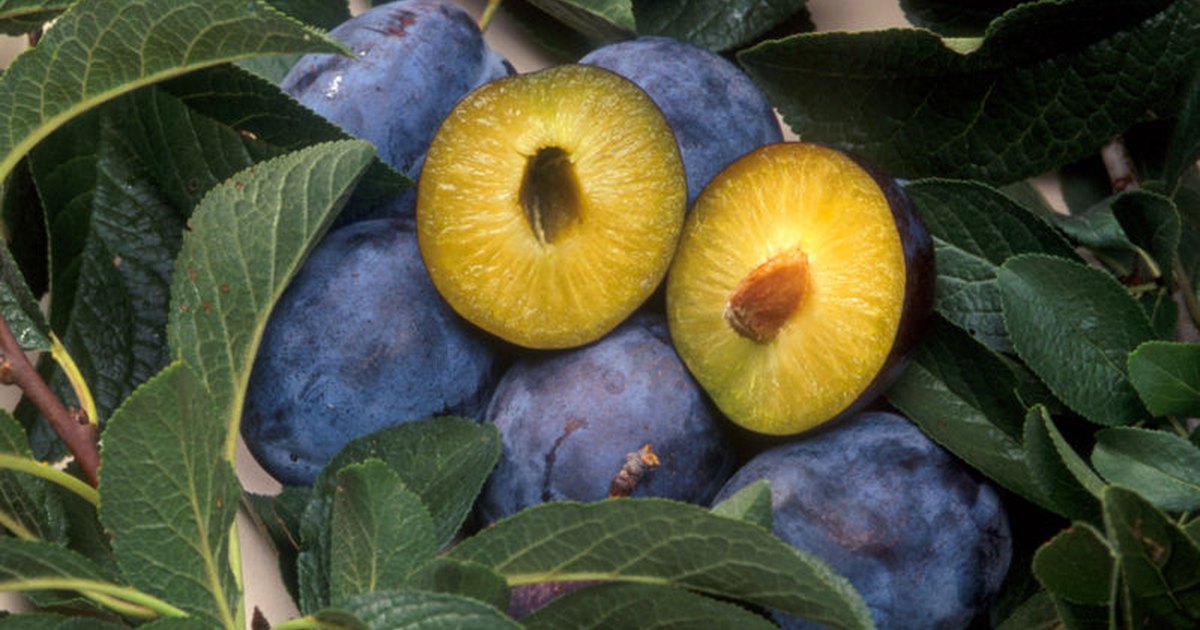 types-of-plum-trees-ehow-uk
