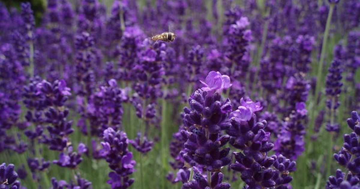 Is a lavender plant poisonous to dogs? eHow UK