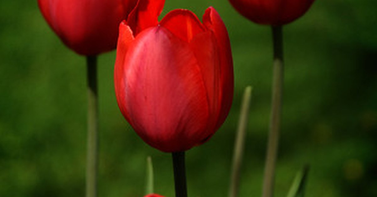 what-is-the-meaning-of-pink-tulips-ehow-uk