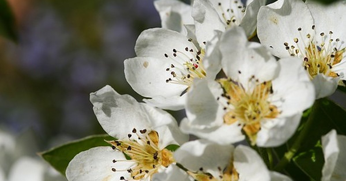 Moonglow Pear Pollination Chart