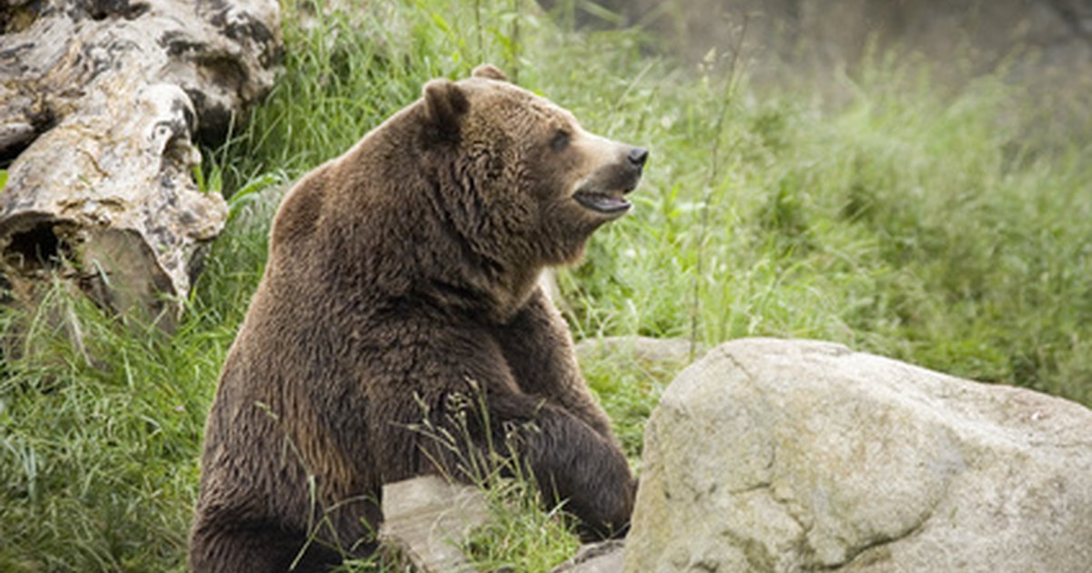 How To Make The Head For A Bear Costume 