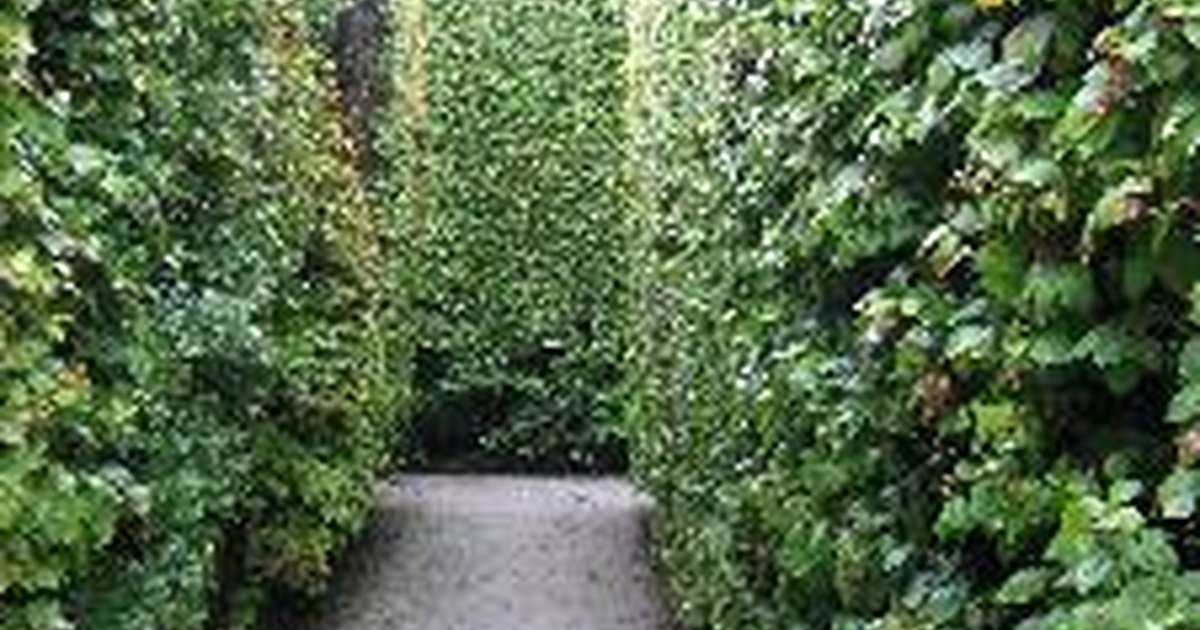 Ideas for evergreen hedges for front yards | eHow UK