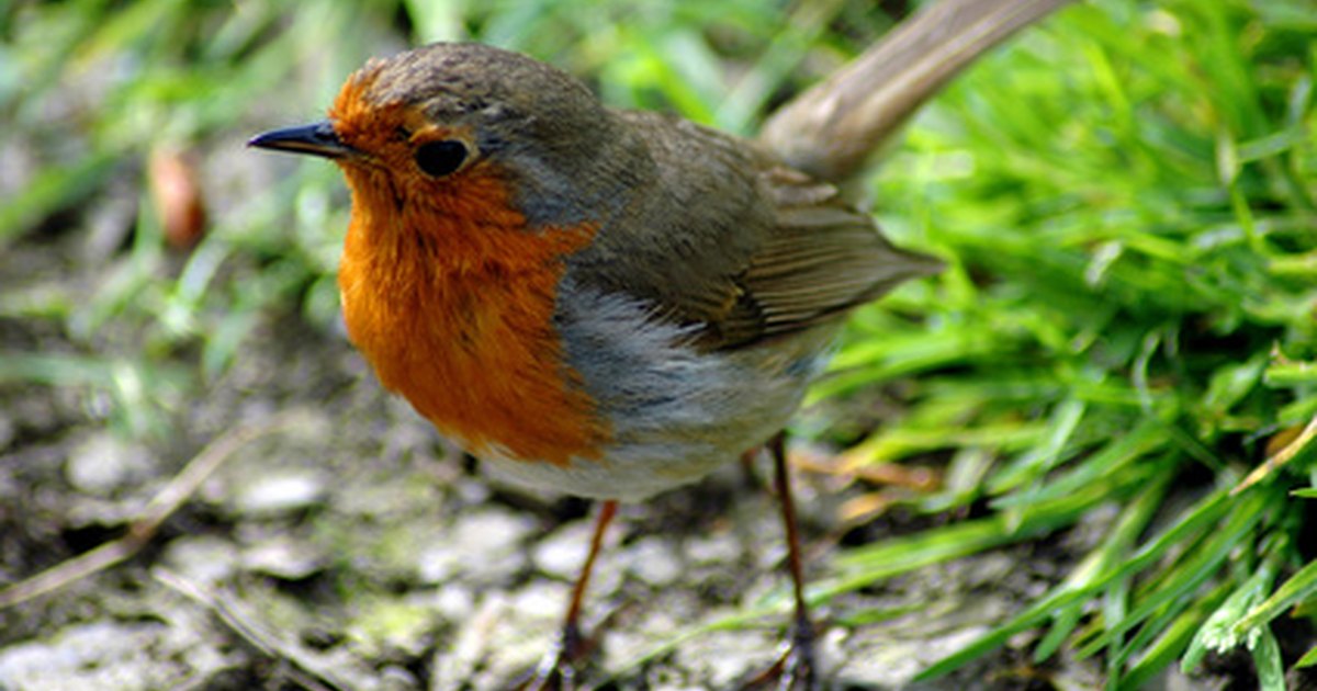 how to prevent birds in gutters ehow uk how to prevent birds in gutters ehow uk
