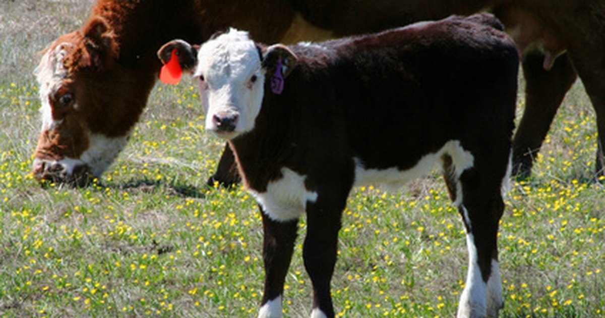 cow due date calculator cow due date calculator