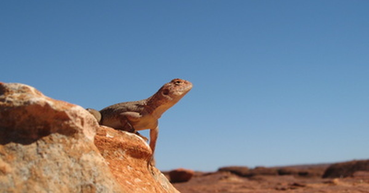 plants-animals-in-the-australian-desert-ehow-uk