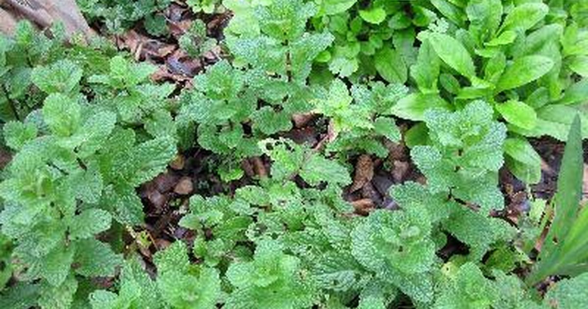 why-is-my-mint-plant-growing-with-black-spots-on-the-leaves-ehow-uk