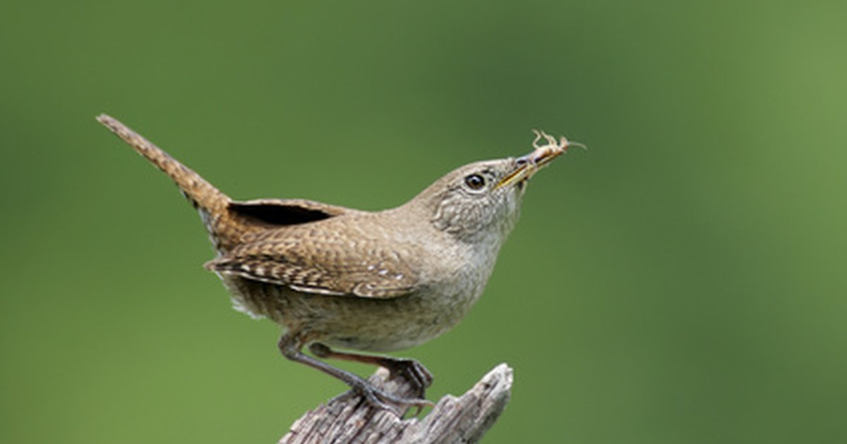 how to care for wild baby wren birds ehow uk how to care for wild baby wren birds ehow uk