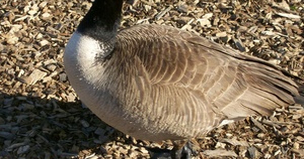 How To Tell A Male Goose From A Female Shemale Extrem Cock