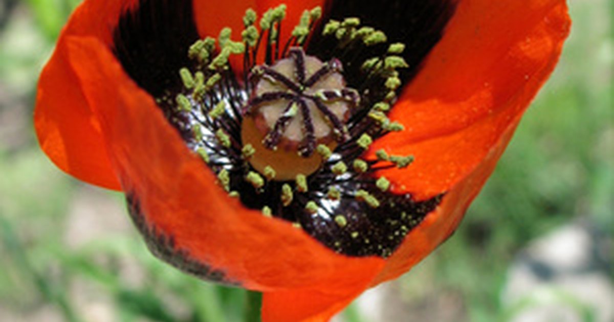 symbolism-of-the-poppy-flower-ehow-uk