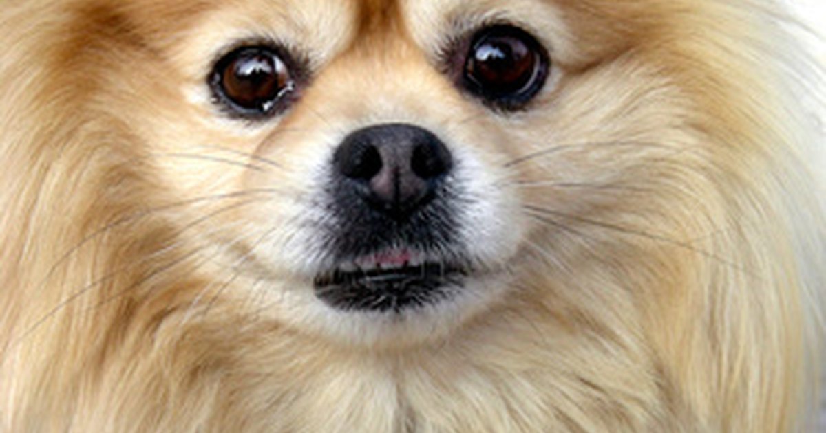 teacup pomeranian facts facts about teacup pomeranians ehow uk teacup pomeranian facts facts about teacup pomeranians ehow uk