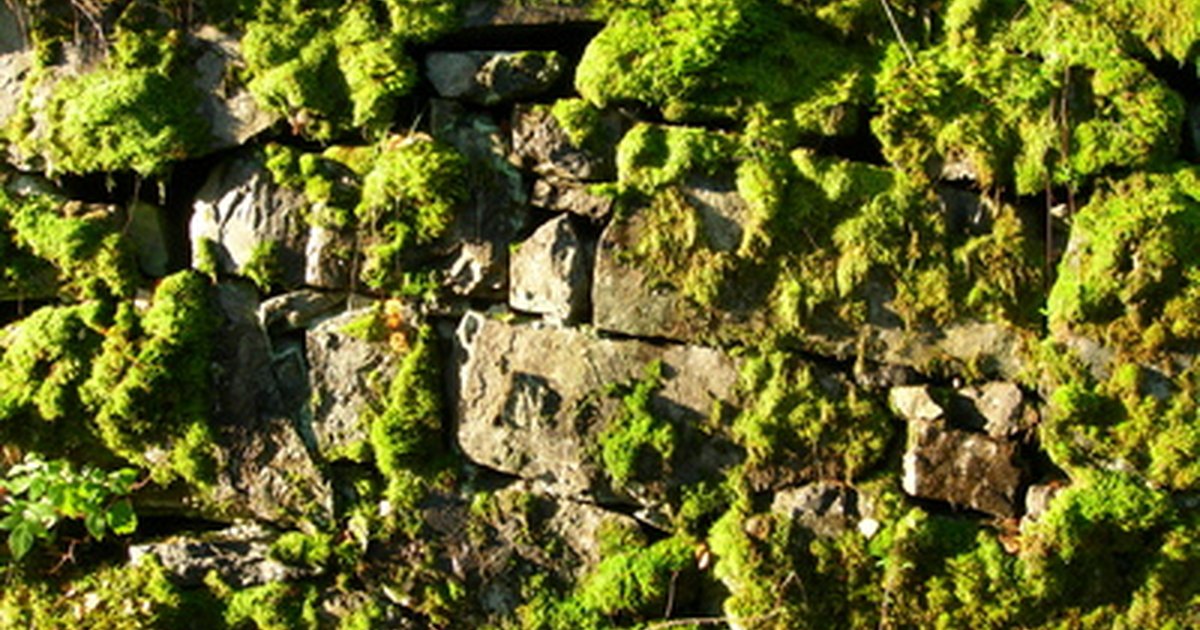 how to get rid of moss in flower beds ehow uk how to get rid of moss in flower beds ehow uk