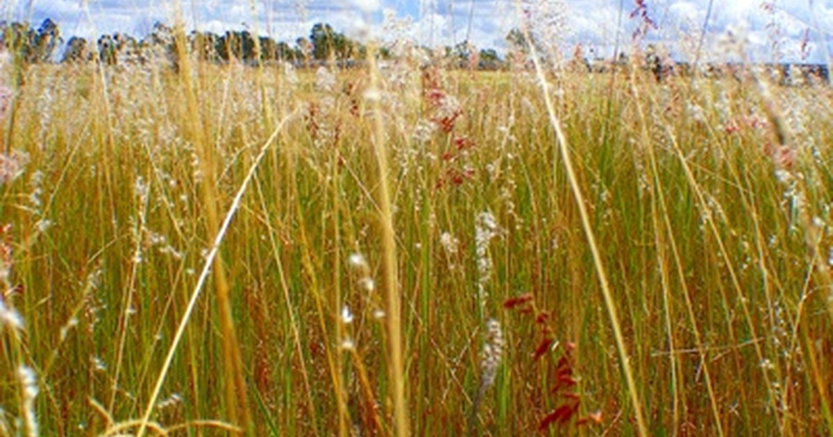 temperate-grasslands-and-plant-adaptations-ehow-uk