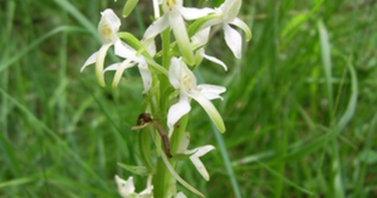 White Orchid Wedding Centerpieces | eHow UK