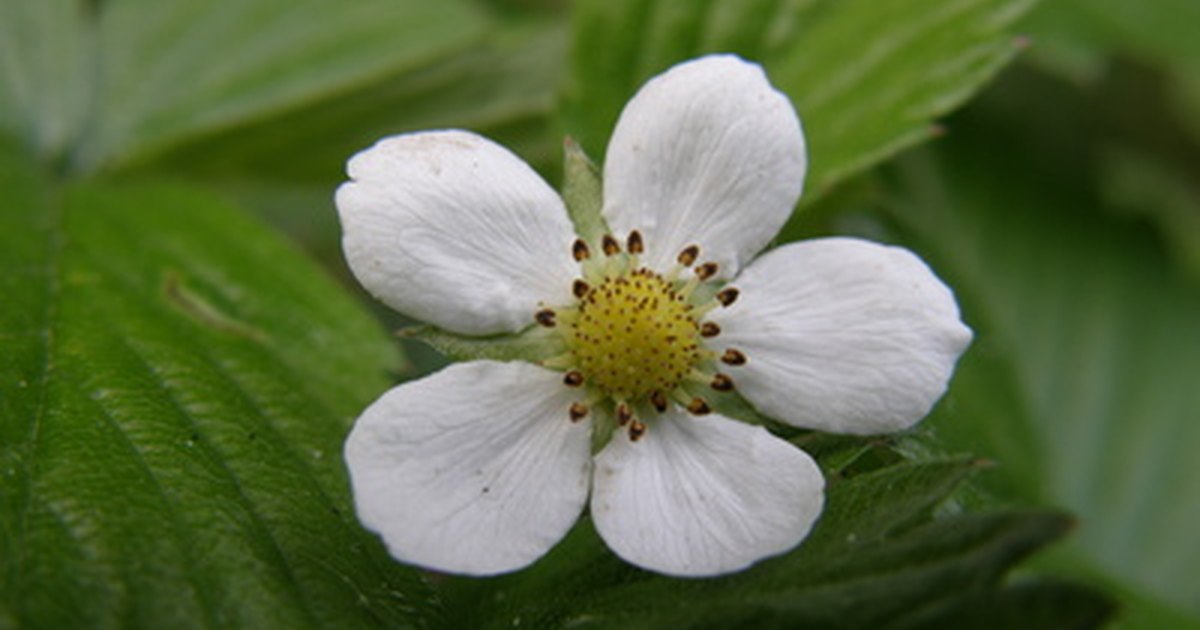 How Much Sun Do Strawberry Plants Need? eHow UK