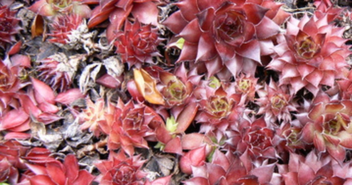 how to take care of hens and chicks plants in the winter how to take care of hens and chicks plants in the winter