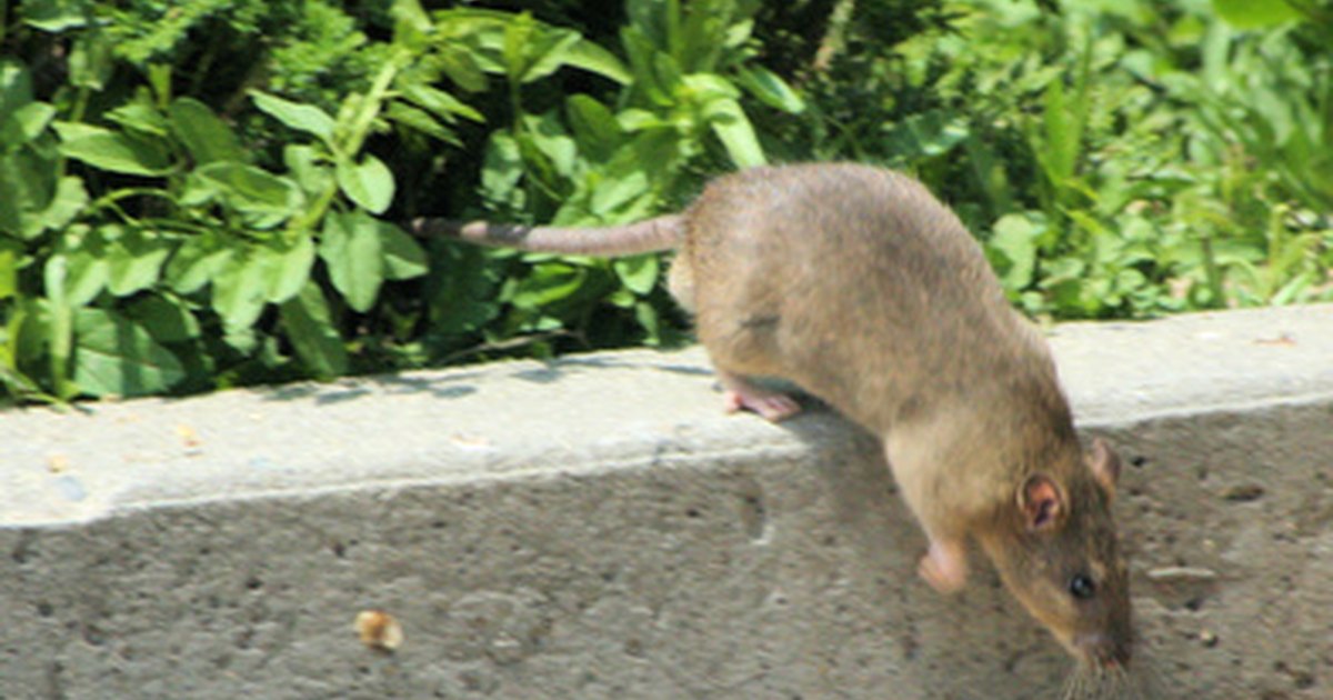 rats pets poison rid natural mice kill rat harmful non around control