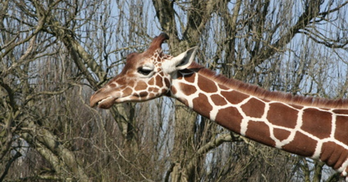 O hábitat natural da girafa eHow Brasil