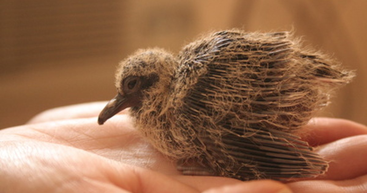 how to take care of wild baby birds ehow uk how to take care of wild baby birds ehow uk