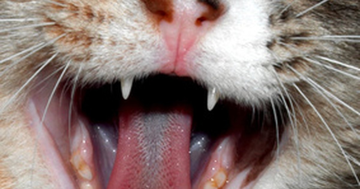 Ulcer in a cat's mouth eHow UK