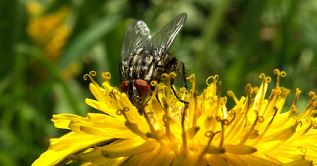 how-to-make-your-own-fly-killer-ehow-uk