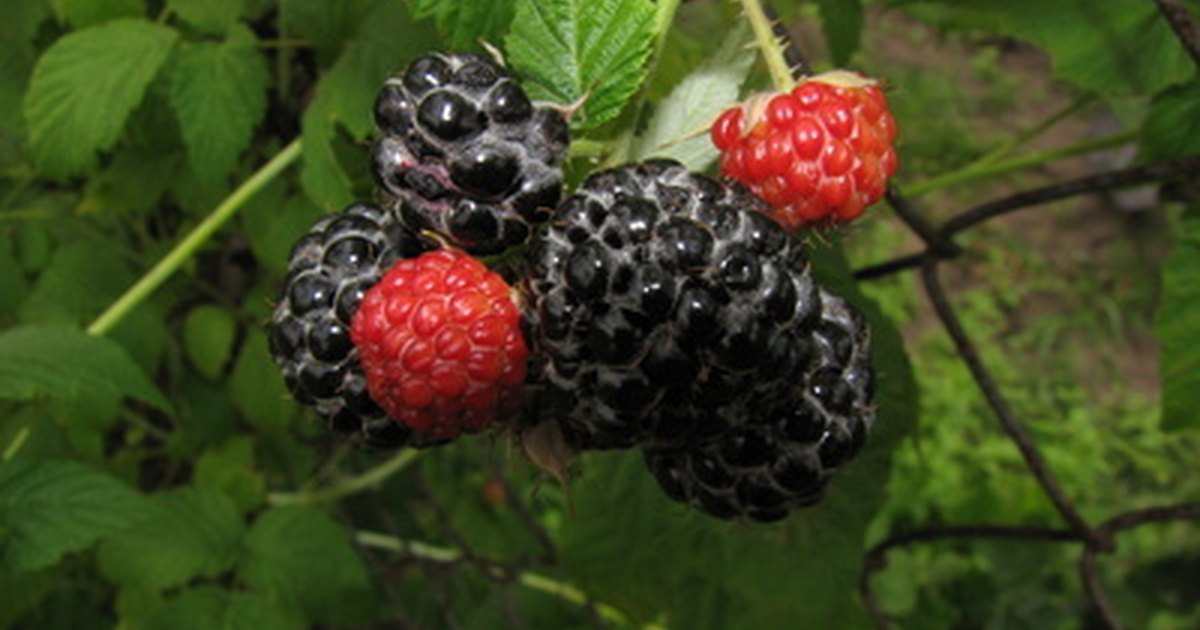 How to Kill Blackberry Bushes eHow UK