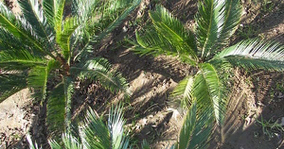 are-palm-tree-seeds-poisonous-to-dogs-ehow-uk