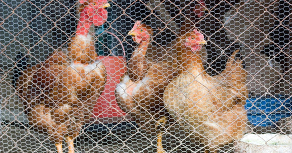 How to Heat Chicken Coops | eHow UK