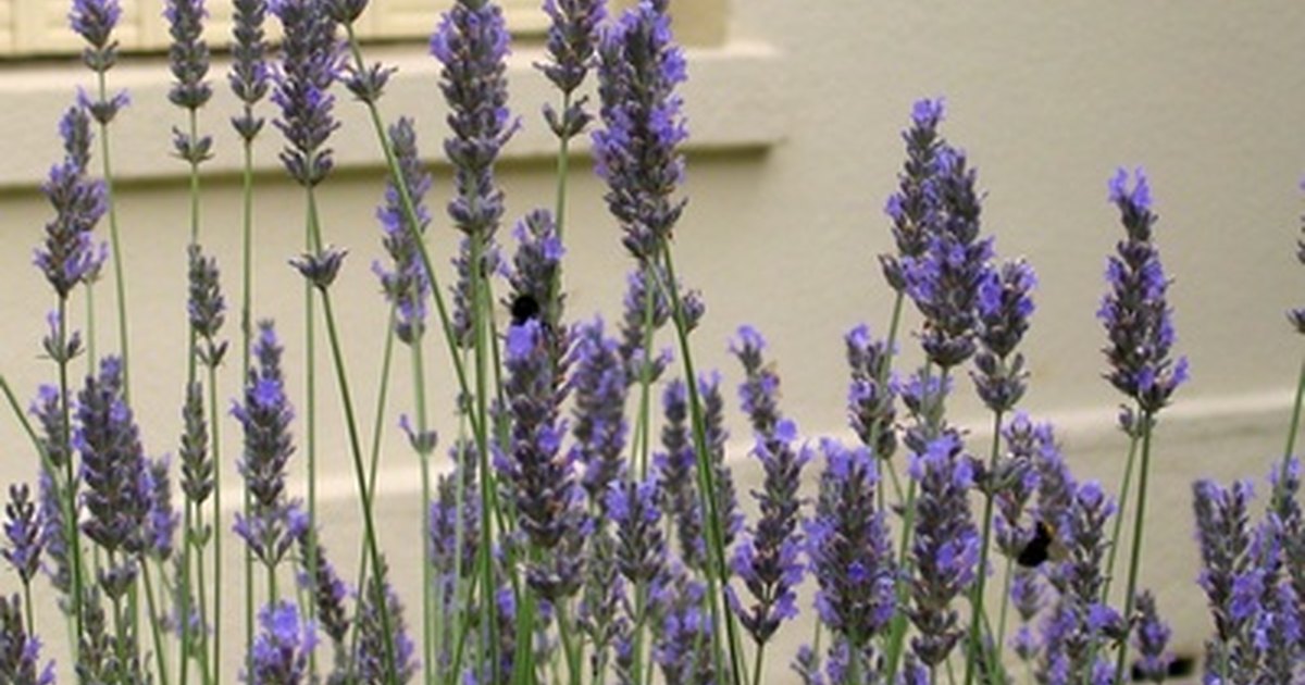 can you grow a lavender plant indoors ehow uk can you grow a lavender plant indoors ehow uk